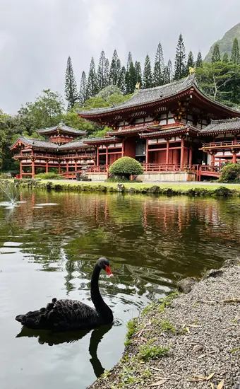 swan